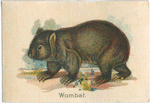 Wombat.