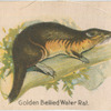 Golden Bellied Water Rat.