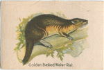 Golden Bellied Water Rat.