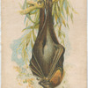 Flying Fox, or Fruit Bat.