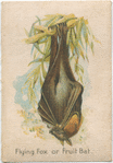 Flying Fox, or Fruit Bat.