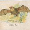 Little Bat.