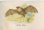 Little Bat.