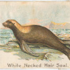 White Necked Hair Seal.