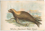 White Necked Hair Seal.