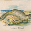 Leopard Seal.
