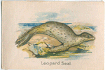 Leopard Seal.