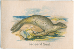 Leopard Seal.