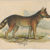 Dingo.