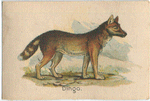 Dingo.