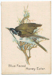 Blue Faced Honey Eater.