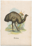 Emu.