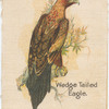 Wedge Tailed Eagle.