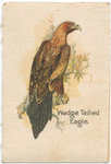 Wedge Tailed Eagle.