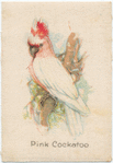 Pink Cockatoo.