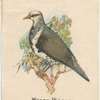Wonga Pigeon.