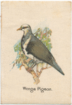 Wonga Pigeon.