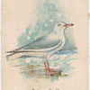 Silver Gull.