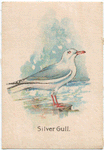 Silver Gull.