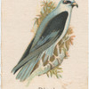 Black Shouldered Kite.