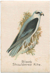 Black Shouldered Kite.