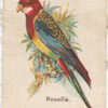 Rosella.