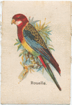 Rosella.