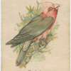 Galah.