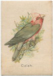 Galah.