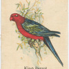 King Parrot.