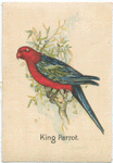 King Parrot.