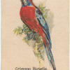 Crimson Rosella.