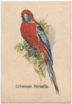 Crimson Rosella.