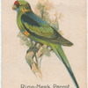 Ring-Neck Parrot.