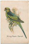 Ring-Neck Parrot.