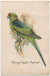 Ring-Neck Parrot.