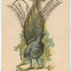 Lyre Bird.