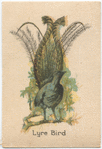 Lyre Bird.