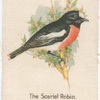 The Scarlet Robin.