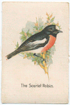 The Scarlet Robin.