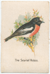 The Scarlet Robin.