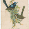 Blue Wren.