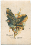 Regent Honey Eater.