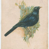 Satin Bower Bird.