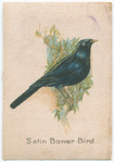 Satin Bower Bird.