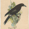 Pied Bell Magpie.
