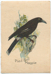 Pied Bell Magpie.