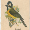 Crested Shrike Tit.