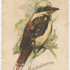 Kookaburra.