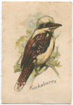 Kookaburra.